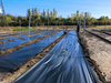 Orinko 100 % granulés de plastique biodégradables en gros pour film de paillis